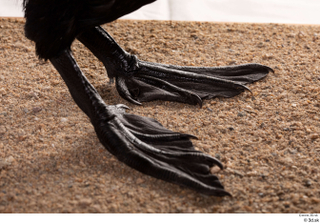 Double-crested cormorant Phalacrocorax auritus foot 0006.jpg